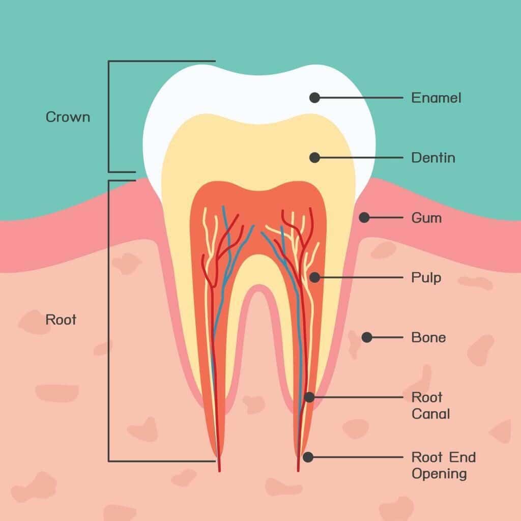 Anatomy-of-a-Tooth
